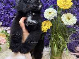 Шикарні мальтипу - VDALA.PRO