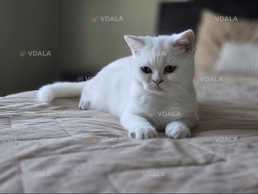 Шотландський котик Шотландський котик - VDALA.PRO