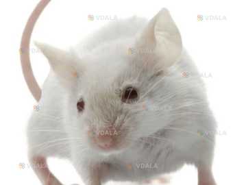 Лабораторні миші дорослі Лабораторні миші дорослі - VDALA.PRO
