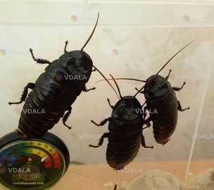 Мадагаскарський таракан - VDALA.PRO