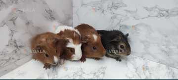 Морські свинки Морські свинки - VDALA.PRO