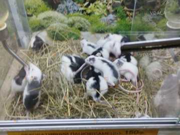 Пацюки декоративні криски Пацюки декоративні криски - VDALA.PRO