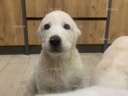 Цуценята алабая, середньоазіатська вівчарка, вовкодав - VDALA.PRO