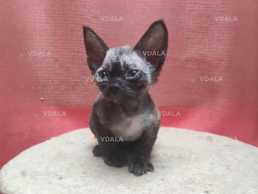 Кошенята Девон рекс - VDALA.PRO