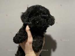 Хлопчик той пудель - VDALA.PRO