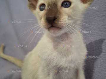 Ориентальный котик чоко поинт торги окраса - VDALA.PRO