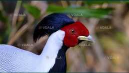 Срібний фазан - VDALA.PRO