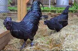 Кури аям цемані - VDALA.PRO