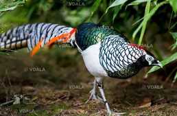 Діамантовий фазан - VDALA.PRO