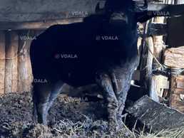 Продається буйвол - VDALA.PRO