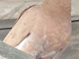 Продам голубів кінги - VDALA.PRO