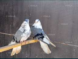 Домашня птиця - VDALA.PRO