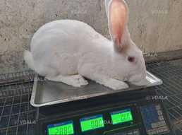 Білі кролики, термонска - VDALA.PRO