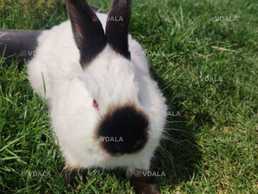 Продам кролів породи Каліфорнія - VDALA.PRO