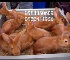 Продам кроликів - VDALA.PRO