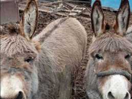 Продам 4 ослика - VDALA.PRO