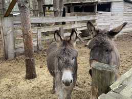 Продам віслюків, 1 або 2 роки, хлопчики - VDALA.PRO