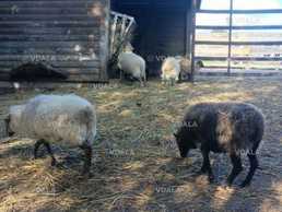 Продам вівці Уессан - VDALA.PRO