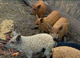 Продам поросят породи Венгерська мангалиця. - VDALA.PRO