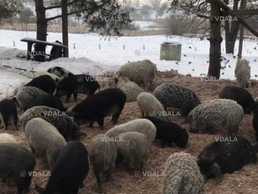 Продаю поросят, молодняк - VDALA.PRO