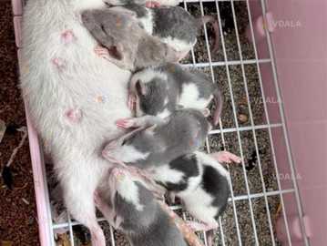 Декоративні щурики різних поріл Декоративні щурики різних поріл - VDALA.PRO