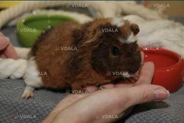 Продам морських свинок різні породи Продам морських свинок різні породи - VDALA.PRO