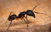 Муравей Camponotus rengeri - VDALA.PRO