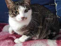Стерилизованная кошечка-подросток ищет дом! Отдам в хорошие руки! Стерилизованная кошечка-подросток ищет дом! Отдам в хорошие руки! - VDALA.PRO