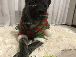 Щеня/ цуценя Шон, хлопчик , безкоштовно Щеня/ цуценя Шон, хлопчик , безкоштовно - VDALA.PRO
