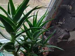 Але кімнатне Але кімнатне - VDALA.PRO