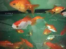 Продам рыбок - VDALA.PRO