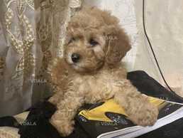 Мальтипу элитная плюшевая девочка - VDALA.PRO