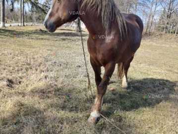 Продам кобилу - VDALA.PRO