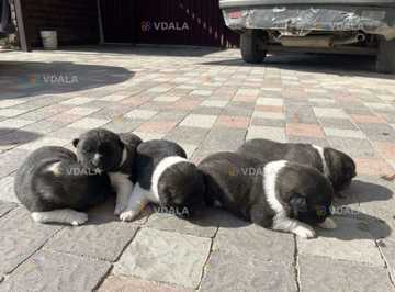 Цуценята американська акіта - VDALA.PRO