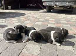 Цуценята американська акіта - VDALA.PRO