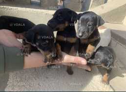 Цуценята німецького ягдтерʼєра. Щенки немецкого ягдтерьера. Ягдтерьери - VDALA.PRO