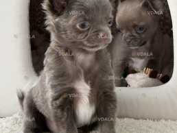 Чихуахуа лілова дівчинка - VDALA.PRO