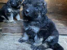 щенята німецької вівчарки - VDALA.PRO