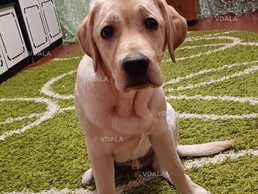 Віддам в хороші руки - VDALA.PRO