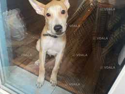 Віддам в хороші руки 7 місяців - VDALA.PRO