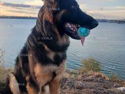 Шукає дім 11 місяців Шукає дім 11 місяців - VDALA.PRO