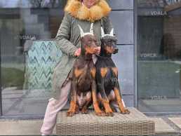 Продаж доберман Цуценят КСУ п-к Голден Пак Шоу+робочі✨🦮 - VDALA.PRO