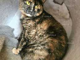 Грустна кошка Фрося - VDALA.PRO