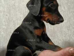 Продам чистокровних щенят Добермана - VDALA.PRO