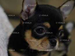 Красиве маля чихуахуа - VDALA.PRO