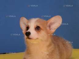 Терміново! Хлопчик, вельш корги пемброк, натуральний бобтейл,. - VDALA.PRO