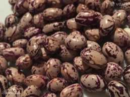 Продам фасолю Борлотто - VDALA.PRO