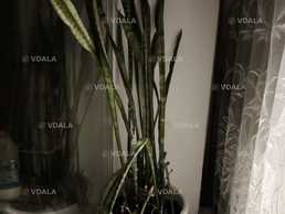 Віддам вазон безкоштовно - VDALA.PRO