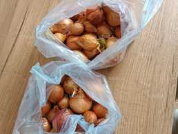 Цибуля. Кому дійсно потрібно. Віддам в дар - VDALA.PRO