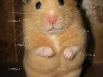 Сирійські хом’ячкі Сирійські хом’ячкі - VDALA.PRO